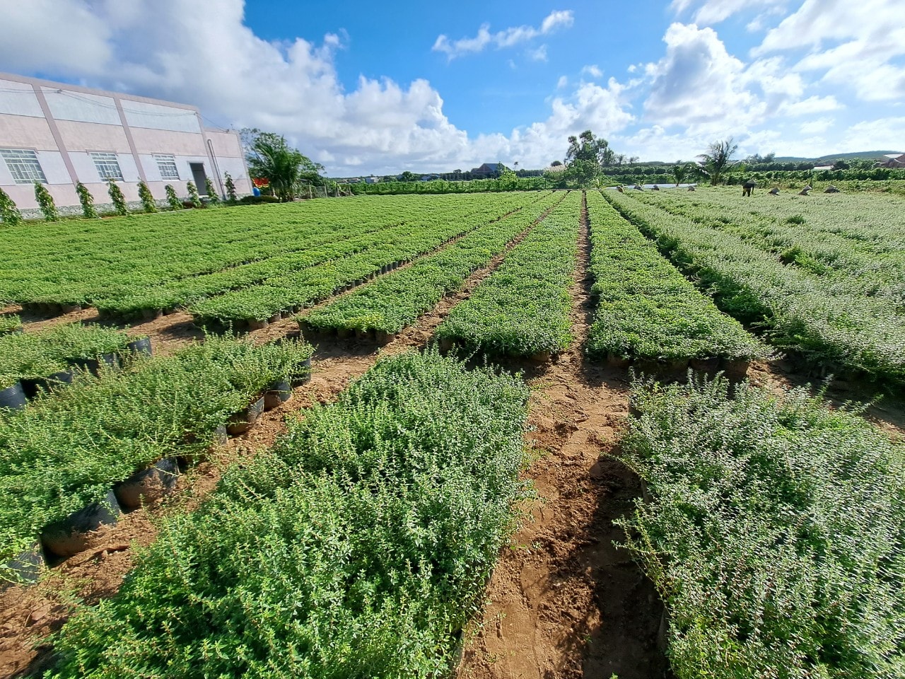 DI SẢN SỐNG - BẢO TÀNG DƯỢC LIỆU VÙNG CÁT BIỂN SSAVIMEFA