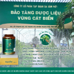 Cháo Sâm Savigin (Vietnam Ocean Ginseng) – Diêm mạch & Hạt sen (Ocean Ginseng Porridge – Quinoa & Lotus Seed | Spring Recipe)