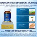 NEUROSAM – SÂM HOẠT HUYẾT DƯỠNG NÃO