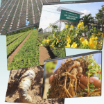 TRÀ SÂM - SÂM ĐẠI KÍCH BIỂN