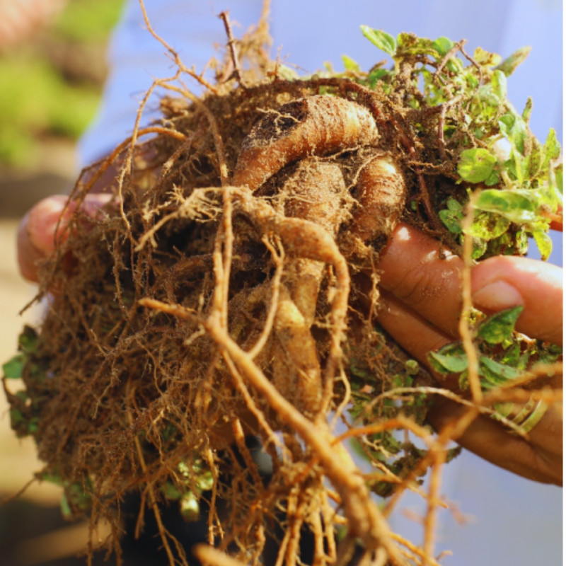 TRÀ SÂM - SÂM ĐẠI KÍCH BIỂN