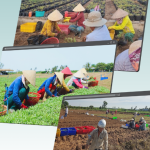 TRÀ SÂM - SÂM ĐẠI KÍCH BIỂN