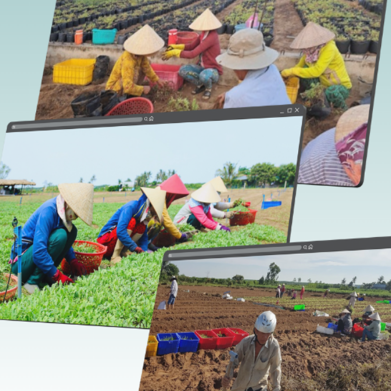 TRÀ SÂM - SÂM ĐẠI KÍCH BIỂN